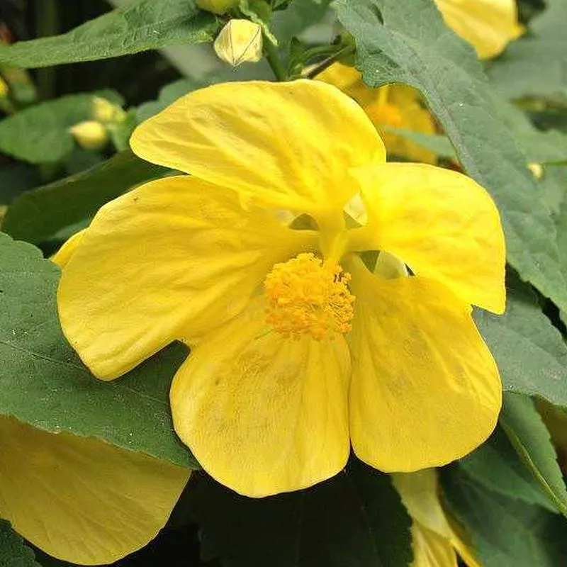 abutilon-lucky-lantern-yellow Abutilon 'Lucky Lantern Yellow'