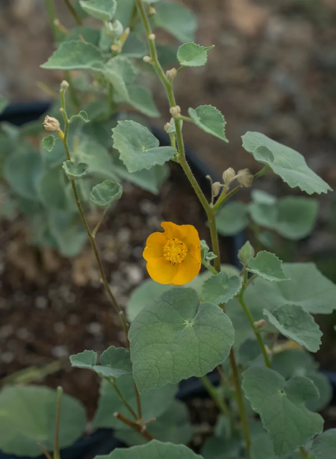 abutilon-palmeri-palmer-s-indian-mallow-plant Abutilon palmeri - Palmer's Indian Mallow (Plant)