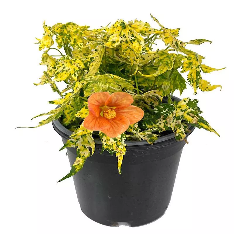 abutilon-pictum-thompsonii Abutilon pictum 'Thompsonii'