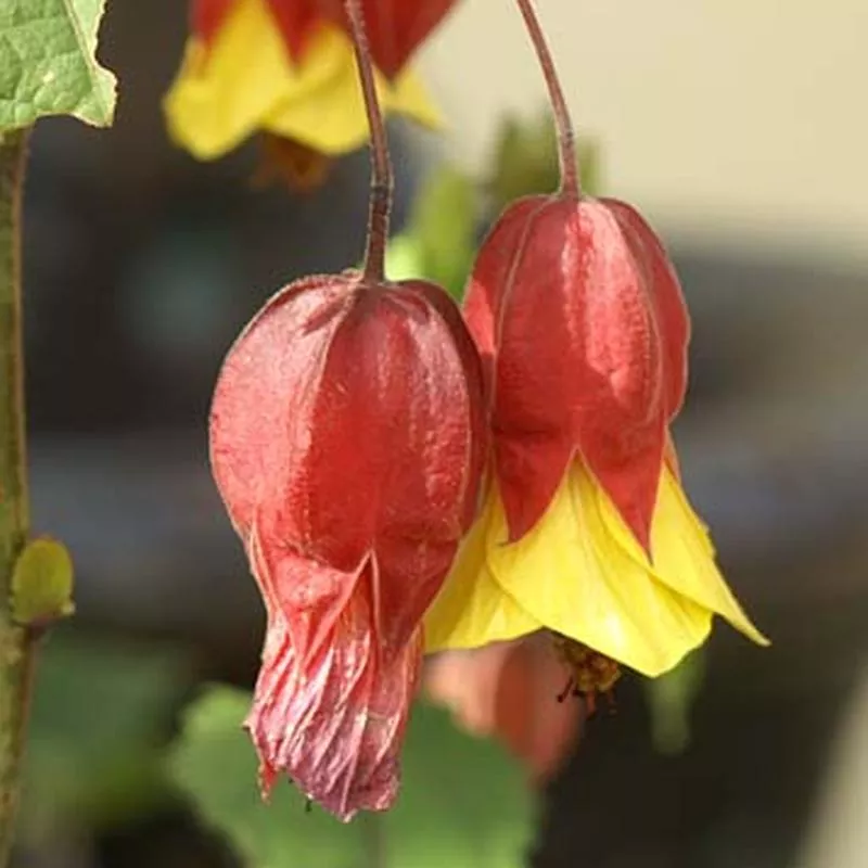 abutilon-sunset Abutilon 'Sunset'