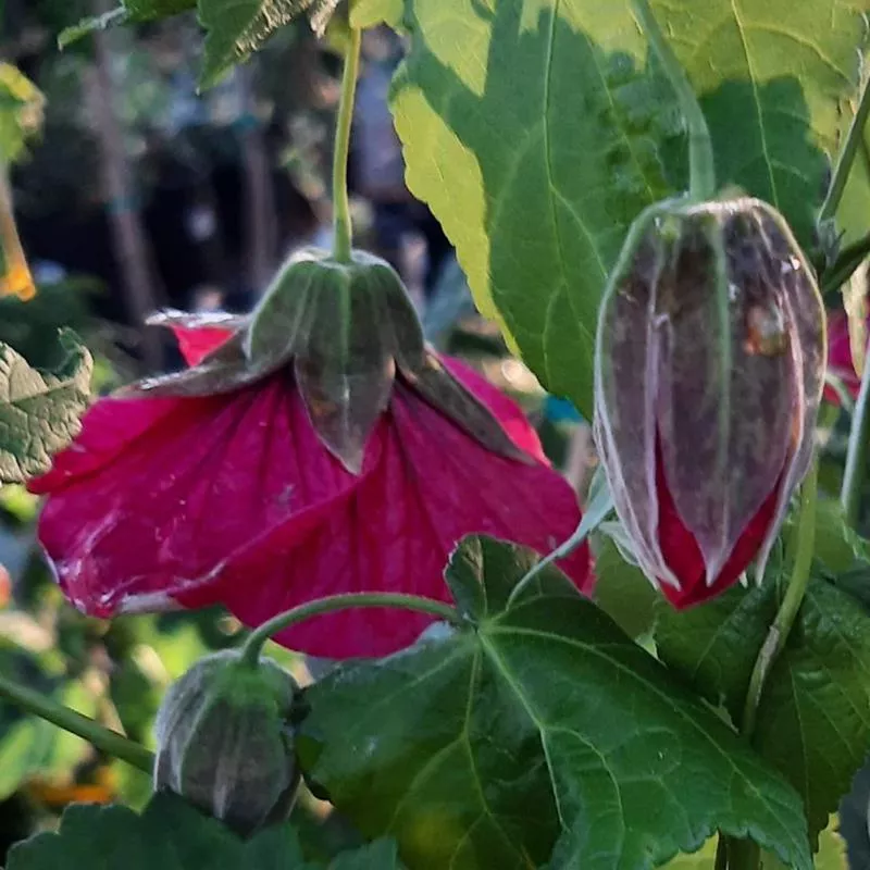 abutilon-wild-rose-strain Abutilon 'Wild Rose Strain'