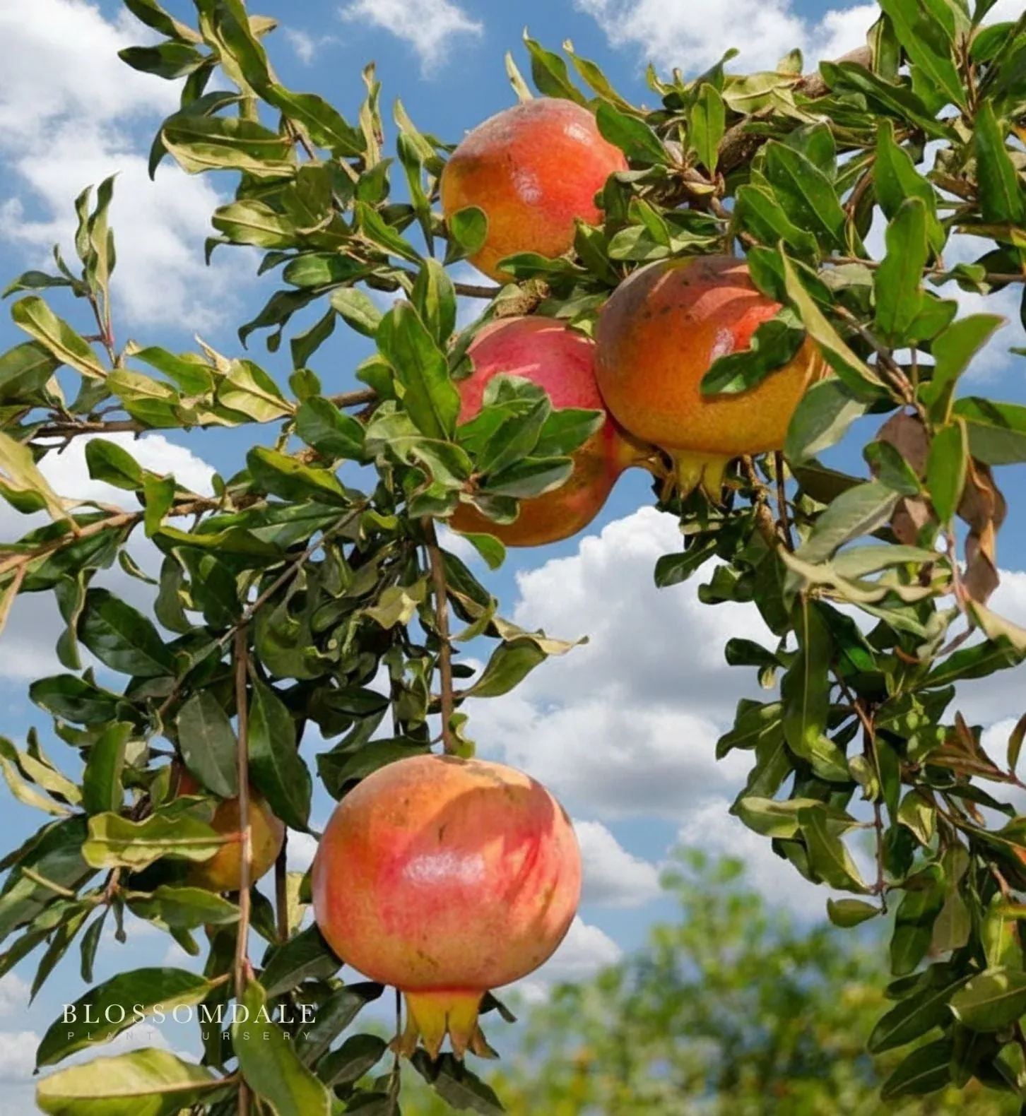 AC Sweet Pomegranate Shrub