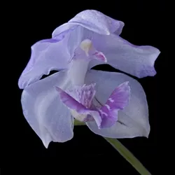 Acacallis (Aganisia) cyanea