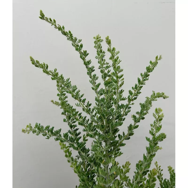 acacia-guinetii-guinett-s-wattle Acacia guinetii, Guinett's Wattle