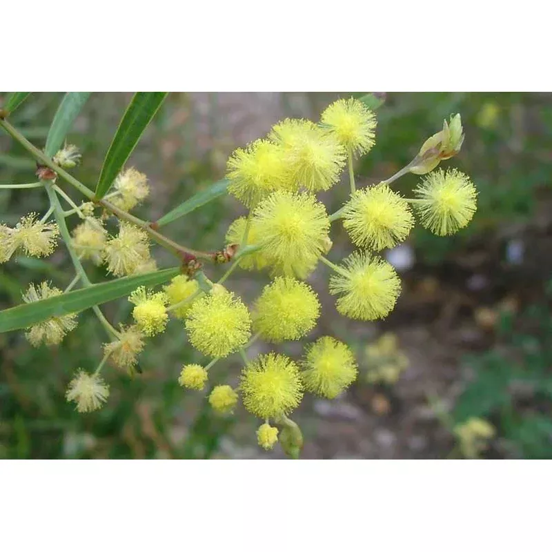Acacia iteaphylla, Willow Wattle