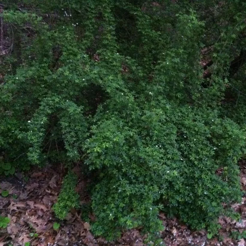 acanthopanax-sieboldianus-fiveleaf-aralia Acanthopanax sieboldianus Fiveleaf Aralia