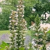 acanthus-mollis-bear-s-breeches Acanthus mollis Bear's Breeches