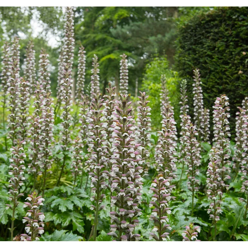 acanthus-mollis-bears-breeches Acanthus mollis 'Bears Breeches’