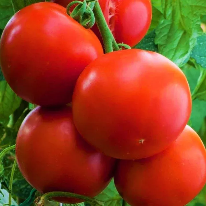 ace-55-tomato Ace 55 Tomato