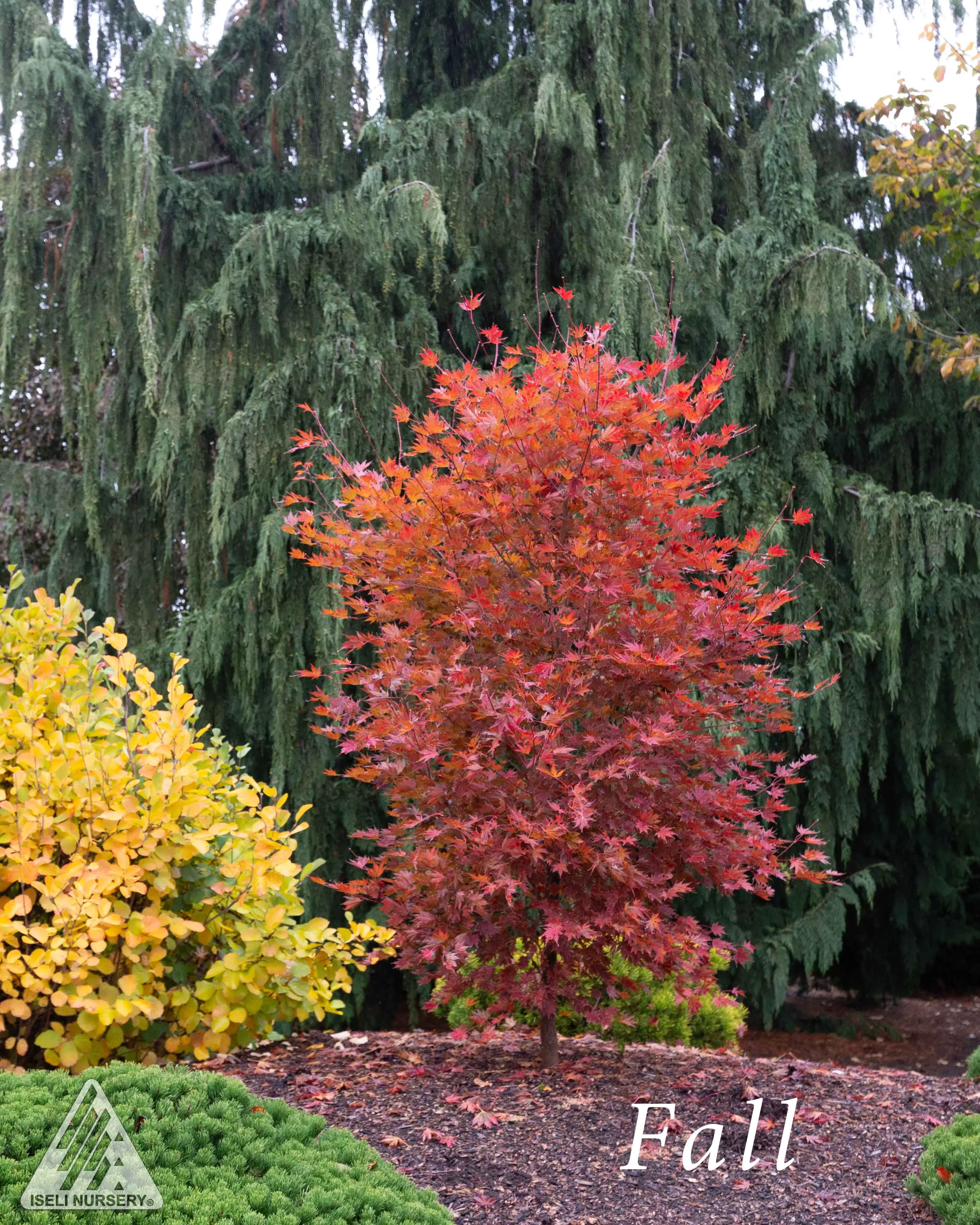 acer-alpenglow Acer 'Alpenglow'