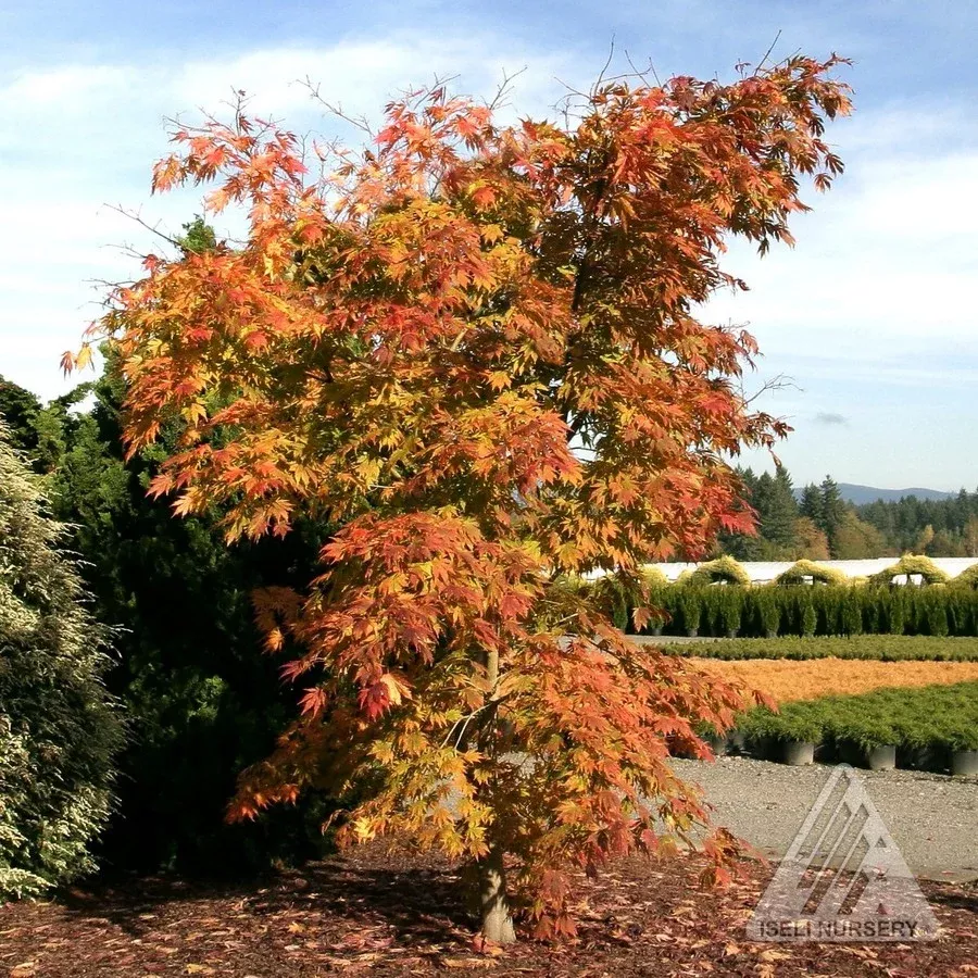 acer-arctic-jade Acer 'Arctic Jade'