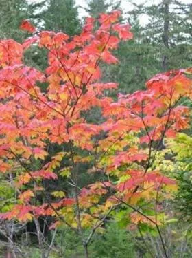 acer-circinatum-vine-maple-seed Acer circinatum - Vine Maple (Seed)