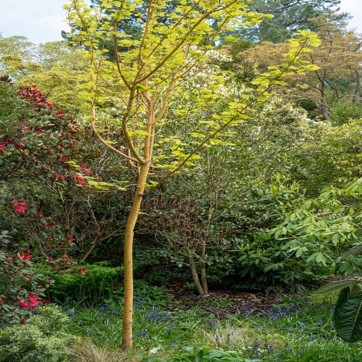 acer-davidii-viper-garden-plants-tree-gard01-35ltr-potted Acer Davidii Viper – Garden Plants – Tree – GARD01 – 35Ltr Potted