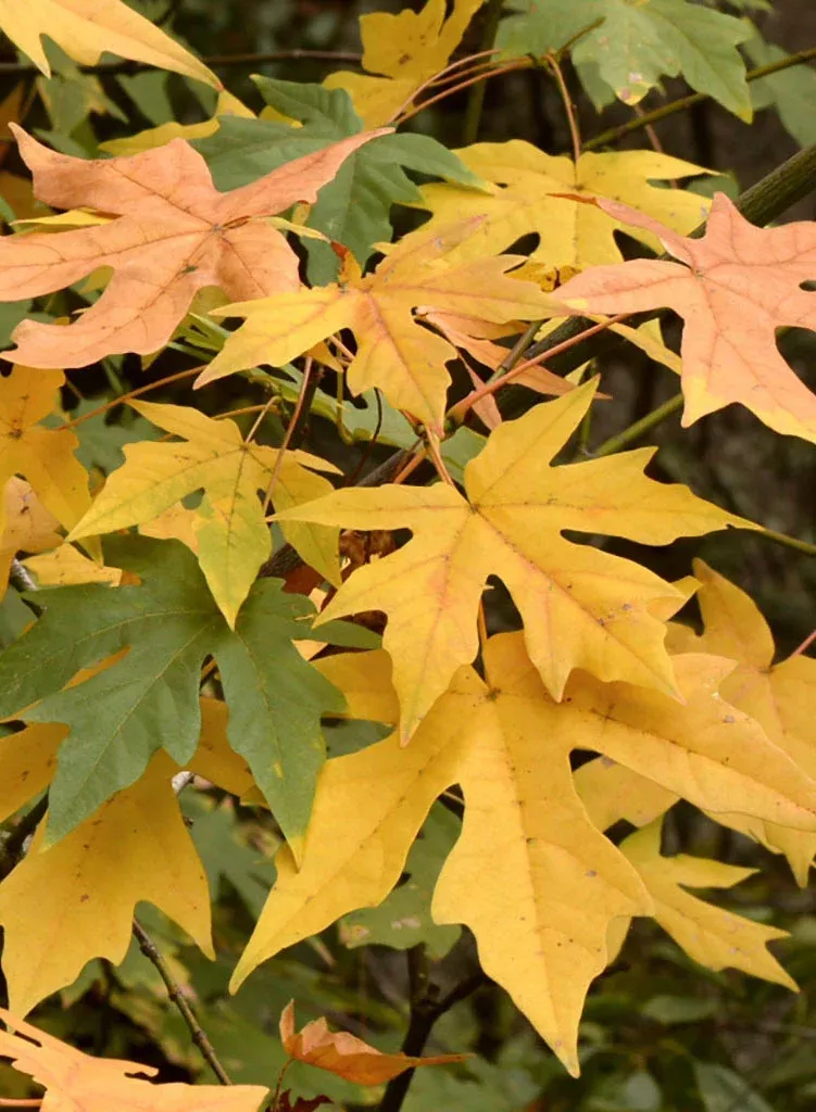 acer-macrophyllum-big-leaf-maple-seed Acer macrophyllum - Big-Leaf Maple (Seed)