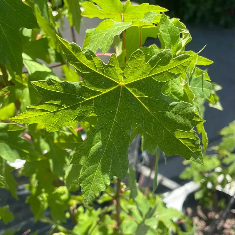 acer-macrophyllum-big-leaf-maple Acer macrophyllum, Big Leaf Maple