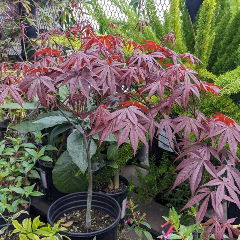 acer-palmatum-emperor-1 Acer palmatum 'Emperor 1'