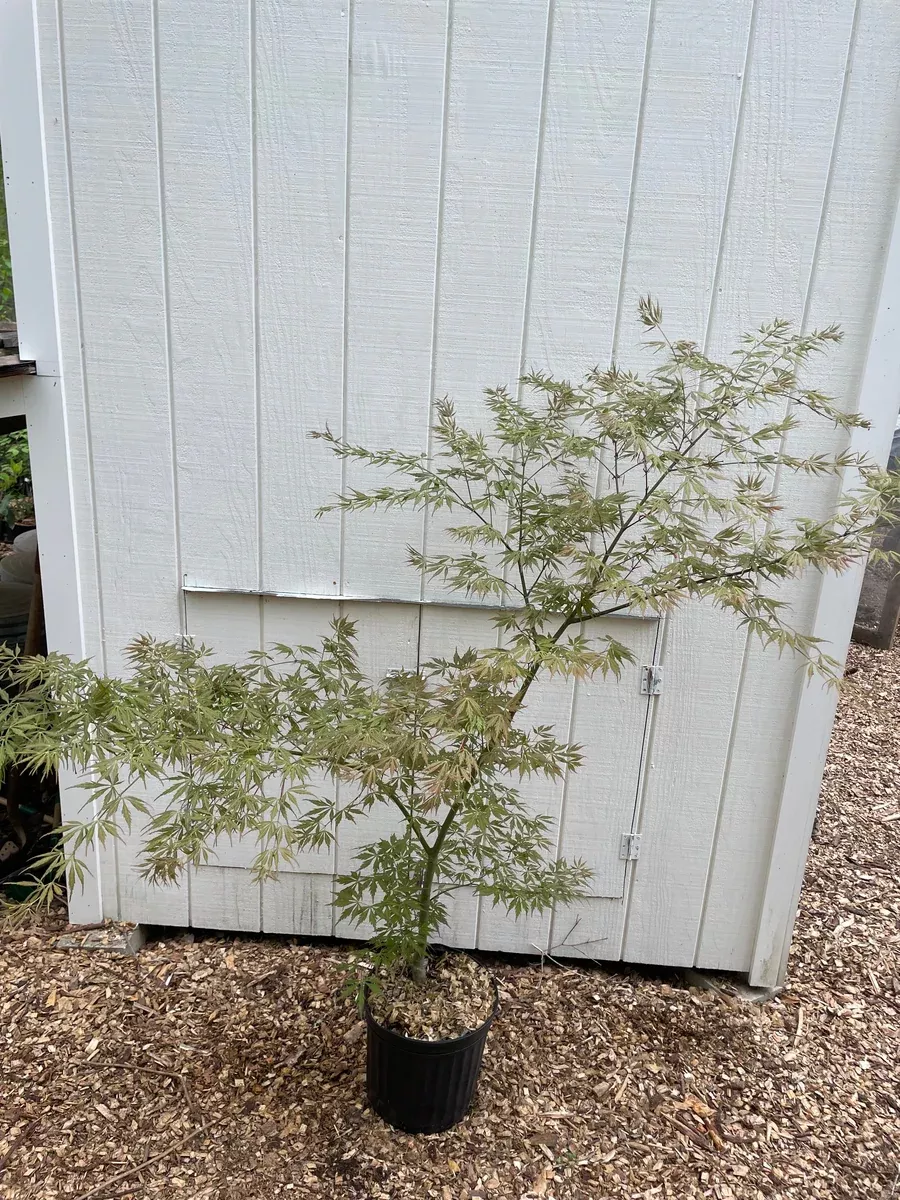 acer-palmatum-fascination-japanese-maple-tree Acer palmatum 'Fascination' Japanese Maple Tree