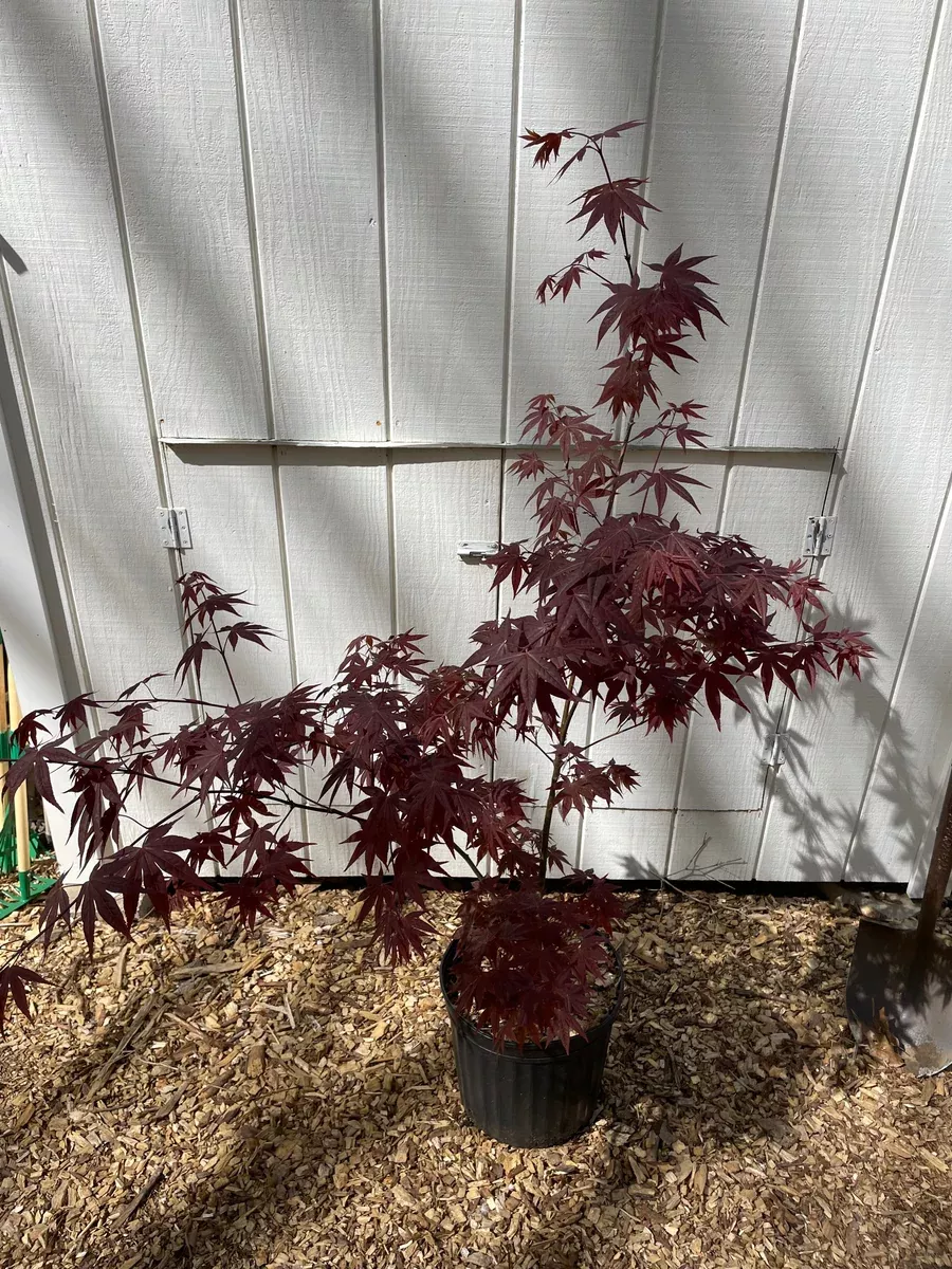 acer-palmatum-red-spray-japanese-maple-tree Acer palmatum 'Red Spray' Japanese Maple Tree