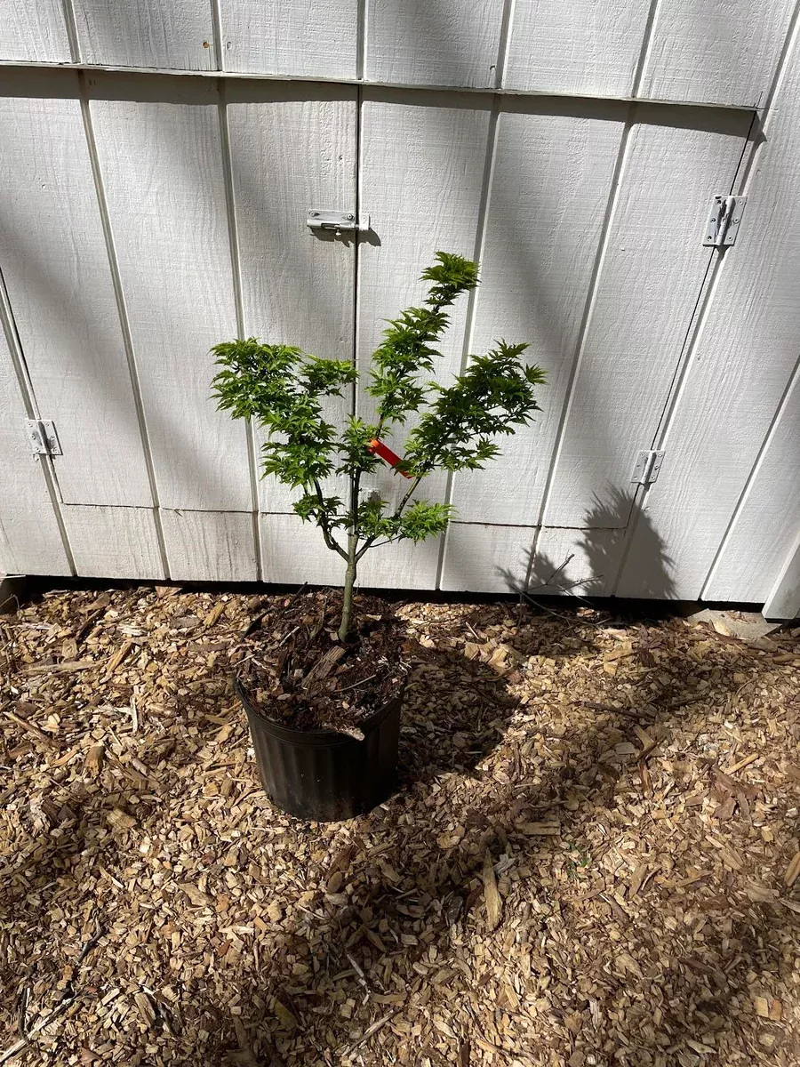 acer-palmatum-shishigashira-grafted Acer palmatum 'Shishigashira' Grafted
