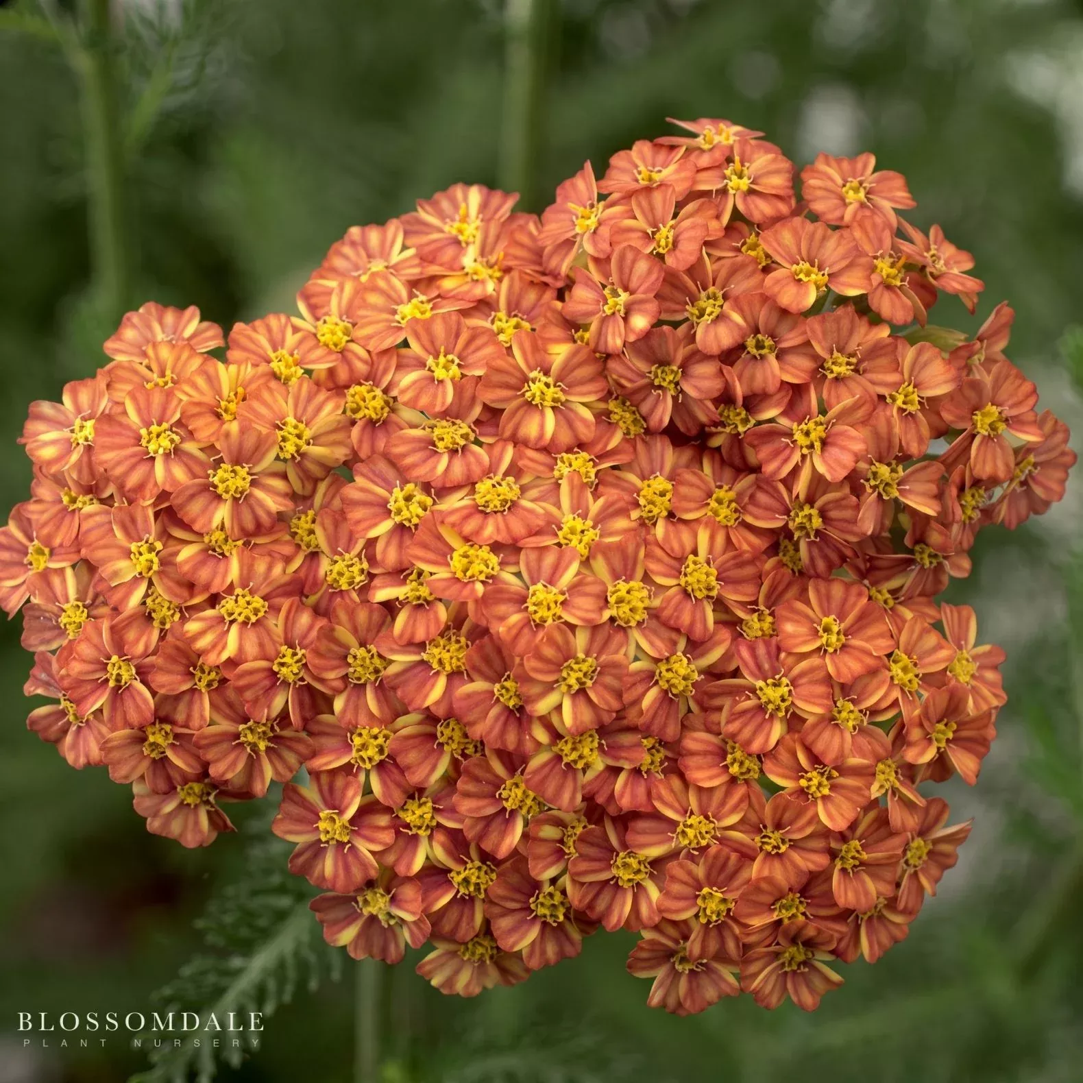 Achillea 'Desert Eve Terracotta'