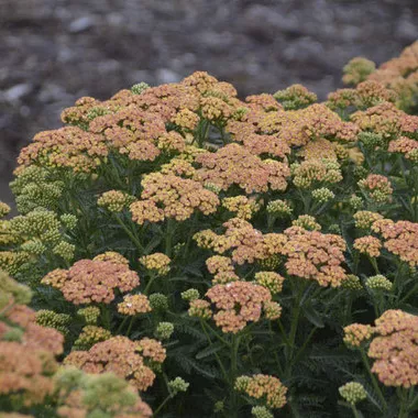 Achillea 'Firefly Peach Sky' PP32404 (4) 1-gallons