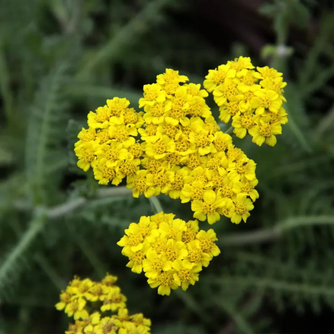 achillea-little-moonshine Achillea 'Little Moonshine'