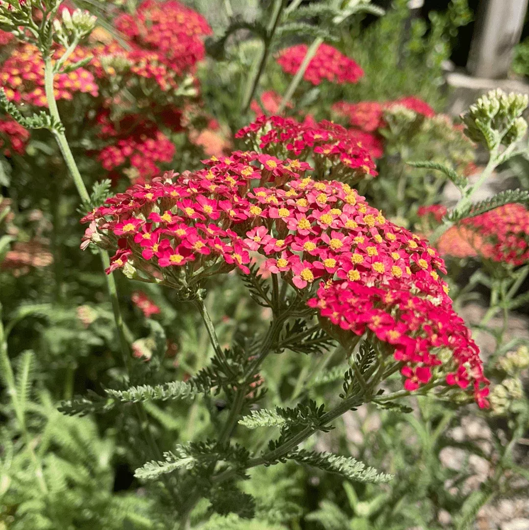 achillea-m-paprika-yarrow Achillea m. 'Paprika', Yarrow