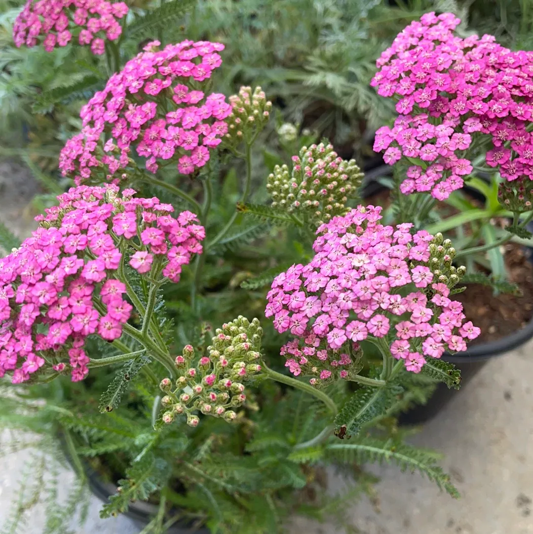 achillea-m-pink-yarrow Achillea m. 'Pink' (yarrow)