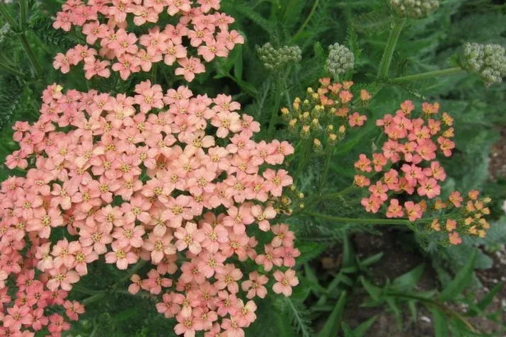 achillea-m-salmon-beauty-yarrow Achillea m. 'Salmon Beauty' (yarrow)