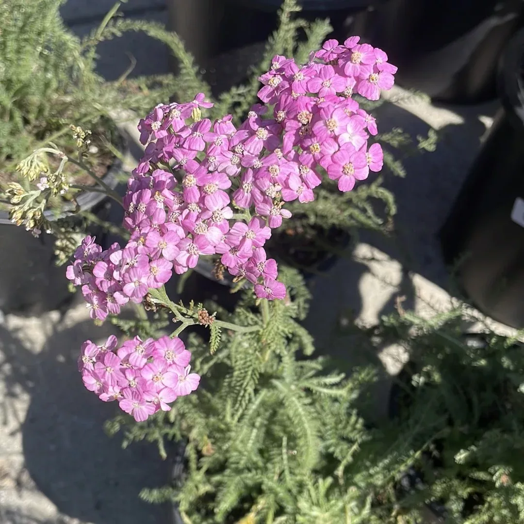 achillea-millefolium-astral-rose-astral-rose-yarrow Achillea millefolium 'Astral Rose', Astral Rose Yarrow