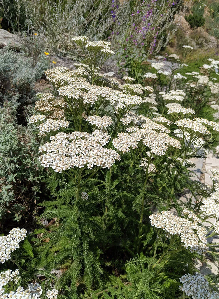 achillea-millefolium-common-yarrow-plant Achillea millefolium - Common Yarrow (Plant)