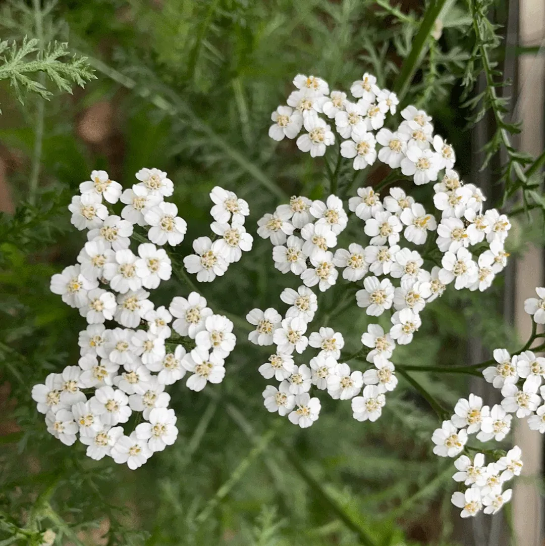 achillea-millefolium-common-yarrow Achillea millefolium, Common Yarrow
