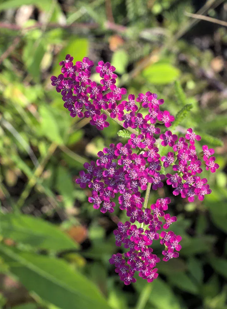 achillea-millefolium-island-pink-island-pink-yarrow-plant Achillea millefolium 'Island Pink' - Island Pink Yarrow (Plant)