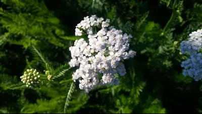 achillea-millefolium-native-yarrow Achillea millefolium (Native) Yarrow
