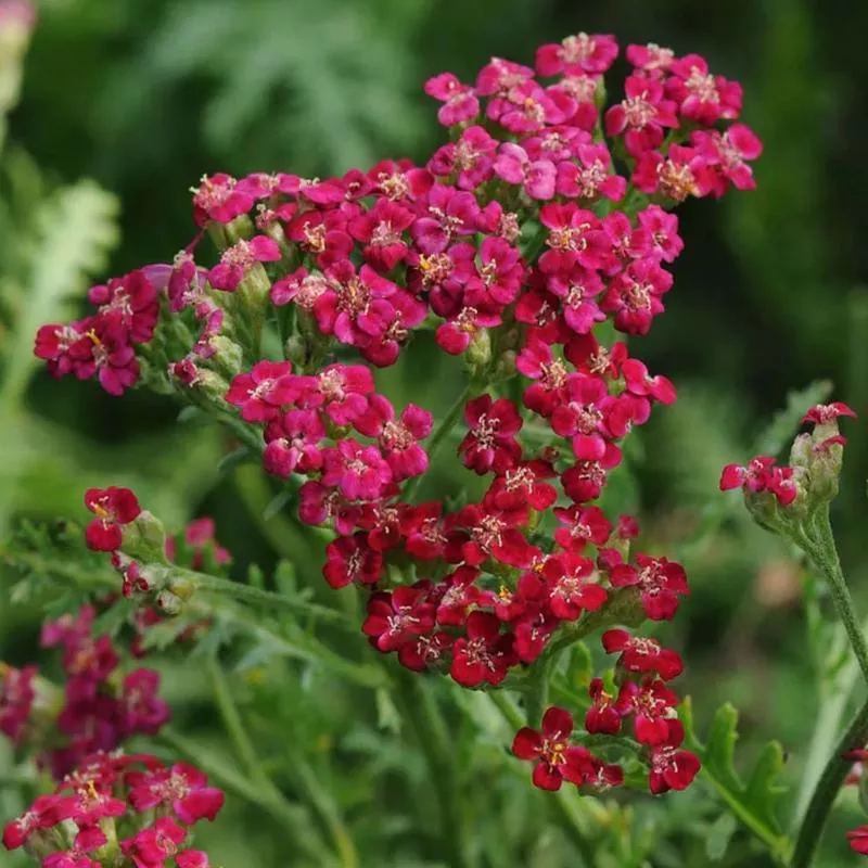 achillea-millefolium-new-vintage-red Achillea millefolium New Vintage 'Red'