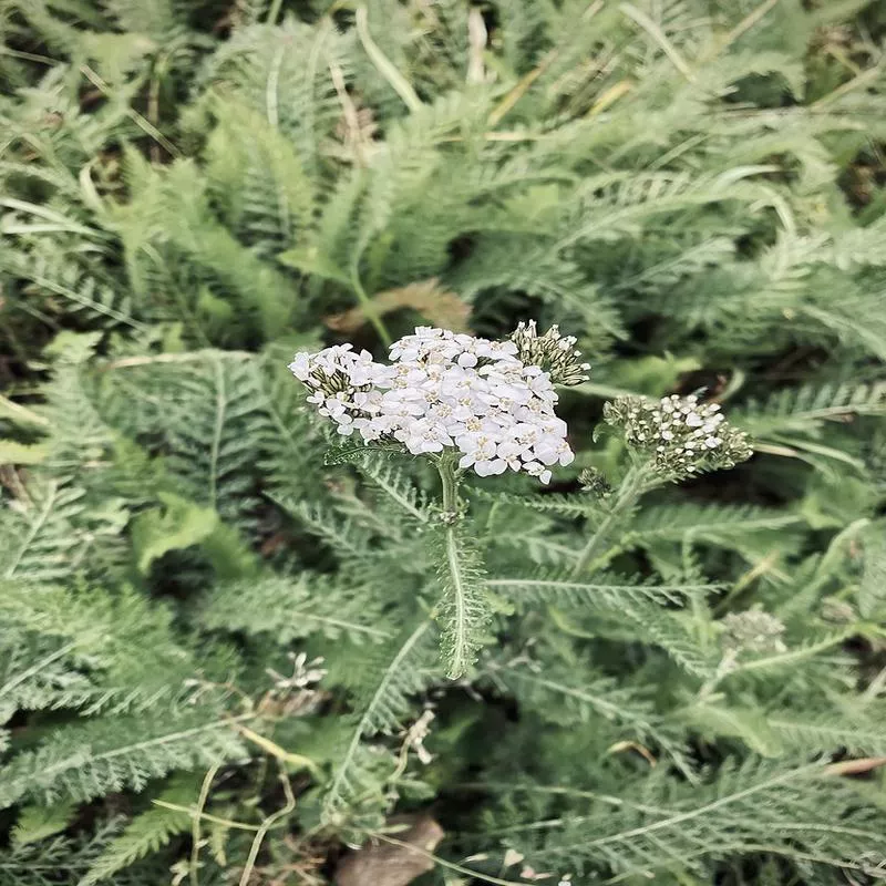 Achillea millefolium (seed grown)