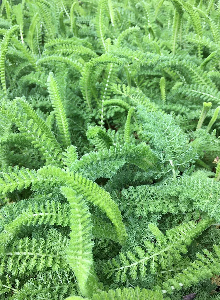 achillea-millefolium-sonoma-coast-sonoma-coast-yarrow-plant Achillea millefolium 'Sonoma Coast' - Sonoma Coast Yarrow (Plant)