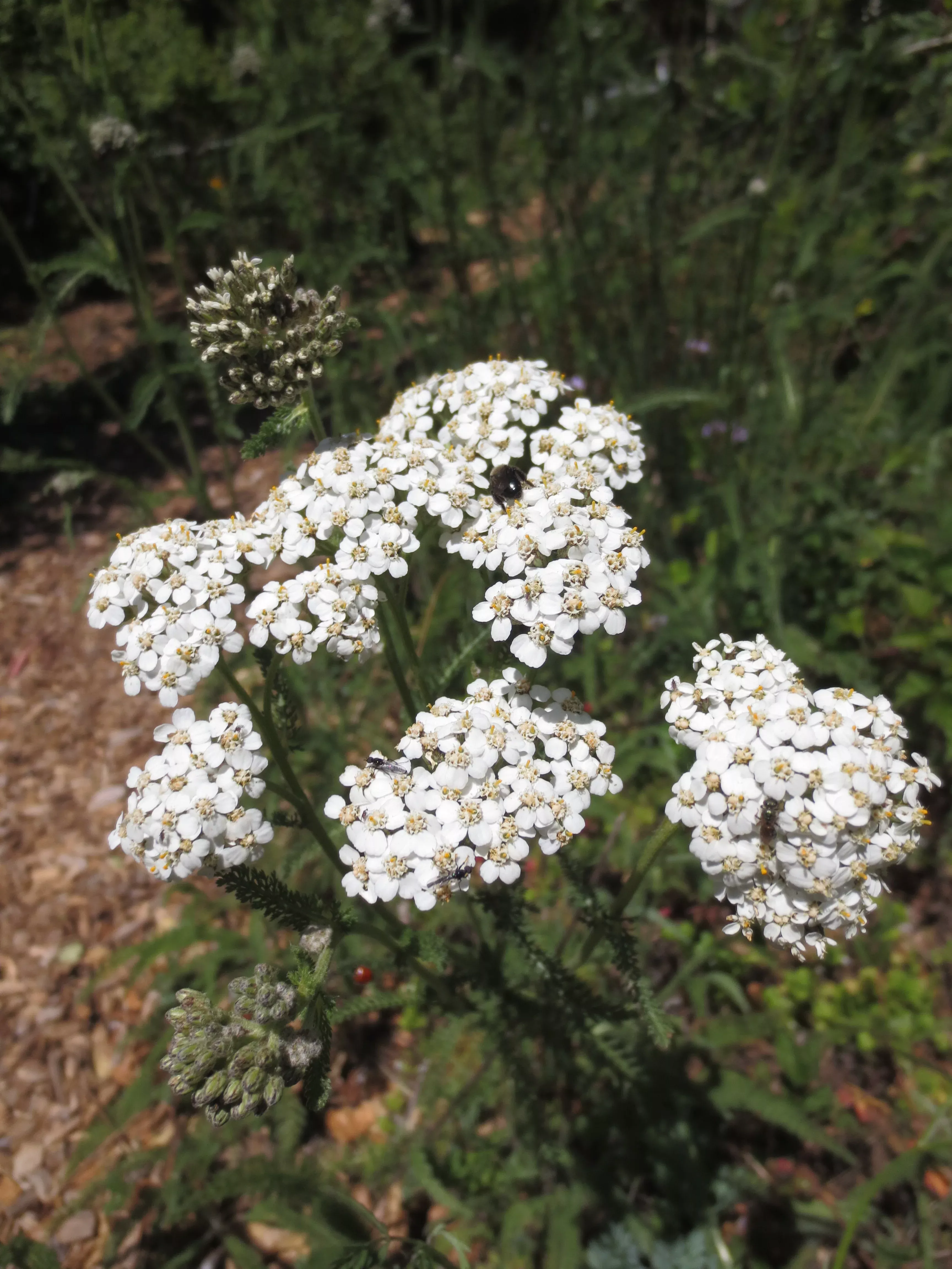 achillea-millefolium-white-yarrow Achillea millefolium - White Yarrow