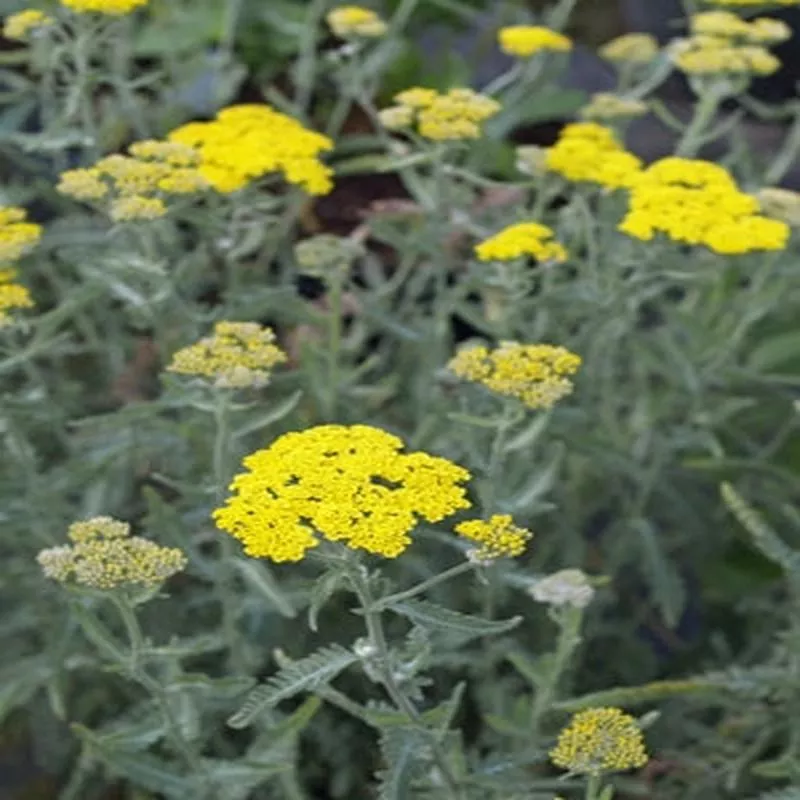achillea-moonshine Achillea 'Moonshine'