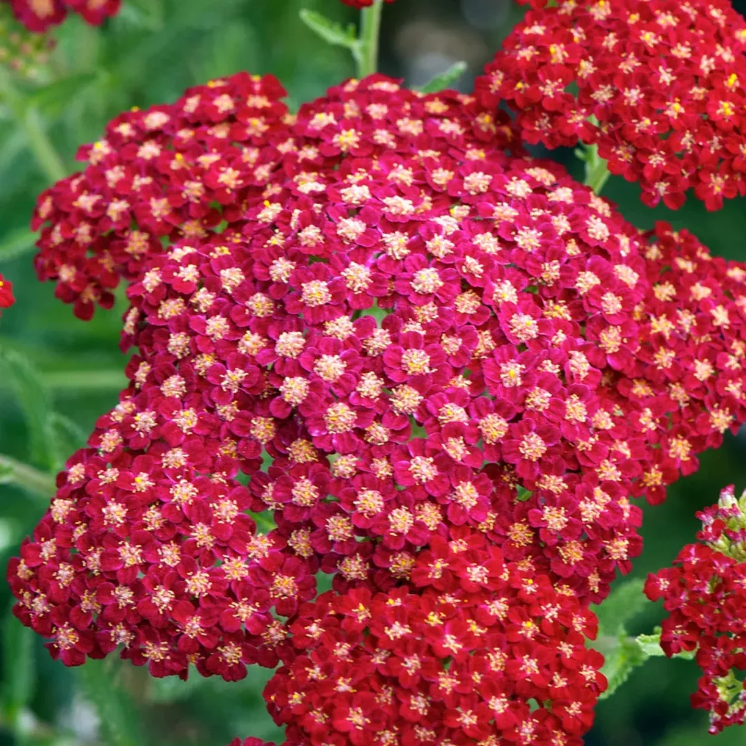 achillea-new-vintage-red Achillea 'New Vintage Red'