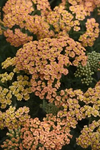 achillea-new-vintage-terracotta-yarrow Achillea New Vintage Terracotta Yarrow