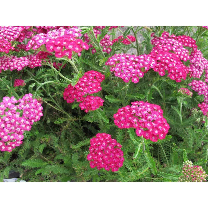 achillea-new-vintage-violet-yarrow Achillea New Vintage Violet Yarrow