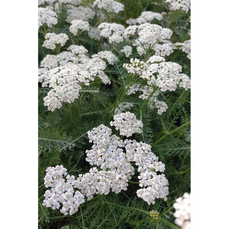 achillea-new-vintage-white-yarrow Achillea New Vintage White Yarrow
