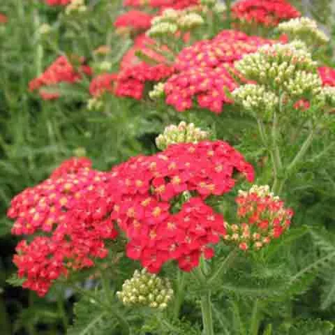 achillea-paprika-3-5-inch-pots-minimum-quantity-25-plants Achillea 'Paprika' - 3.5 inch Pots (Minimum Quantity: 25 Plants)