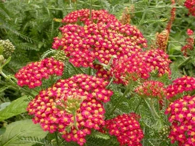 achillea-paprika-yarrow Achillea Paprika Yarrow
