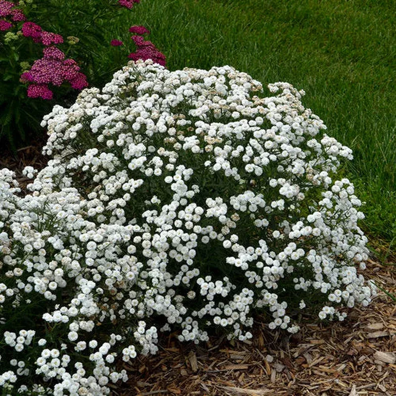achillea-peter-cottontail-yarrow Achillea Peter Cottontail Yarrow