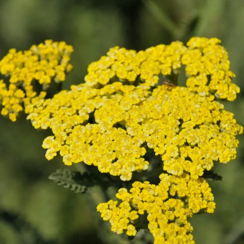 achillea-sassy-summer-lemon Achillea 'Sassy Summer Lemon'