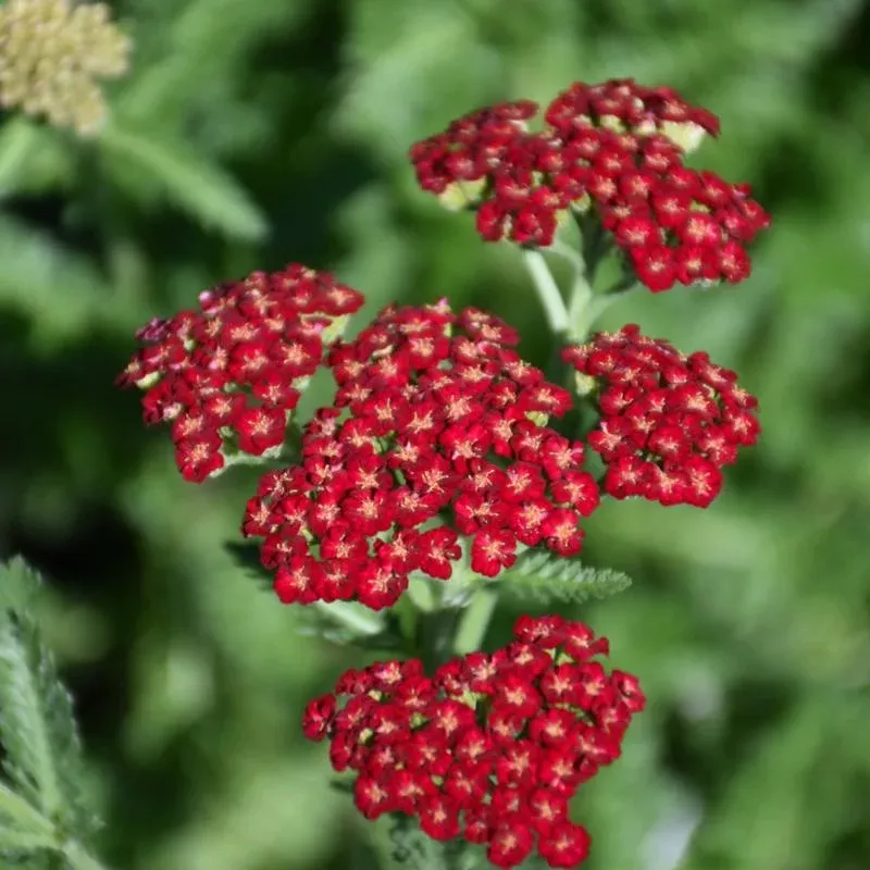 achillea-sassy-summer-sangria Achillea 'Sassy Summer Sangria'