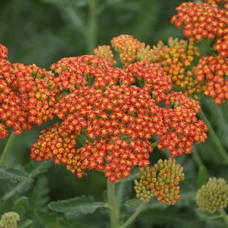 achillea-sassy-summer-sunset-yarrow Achillea Sassy Summer Sunset Yarrow