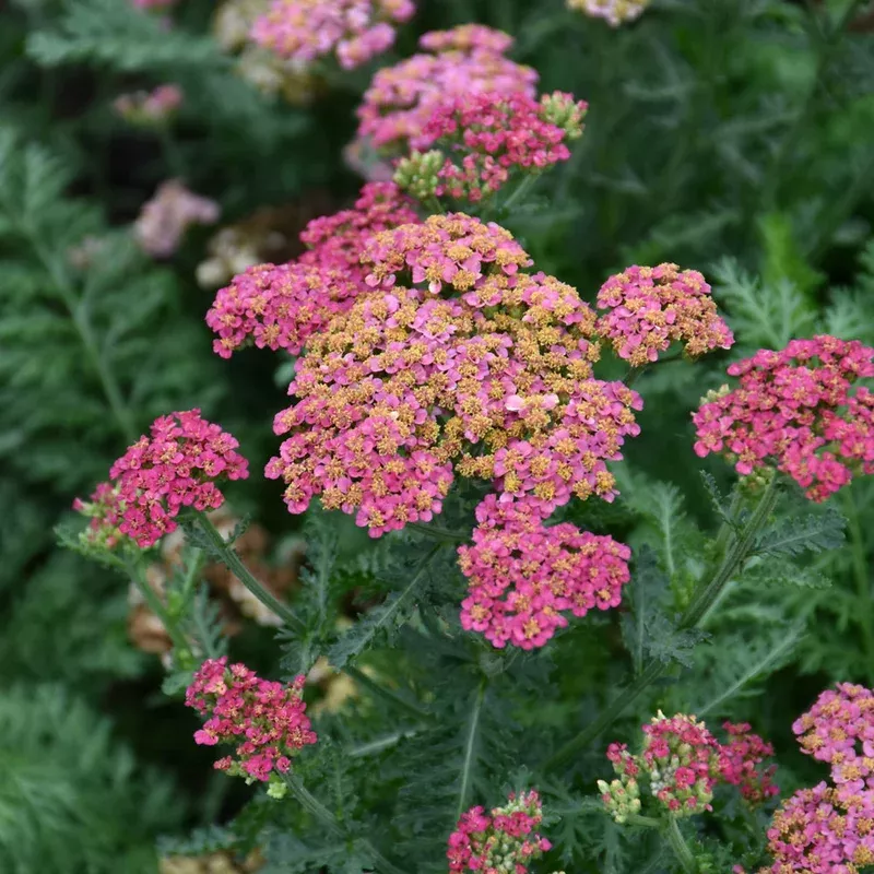achillea-sassy-summer-taffy Achillea 'Sassy Summer Taffy'